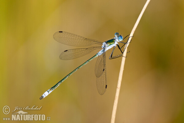 Šídlatka páskovaná (Lestes sponsa)