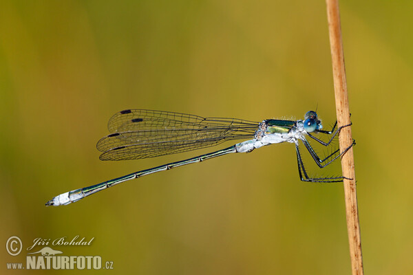 Šídlatka páskovaná (Lestes sponsa)