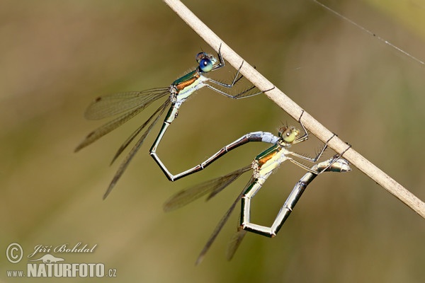 Šídlatka zelená (Lestes virens)