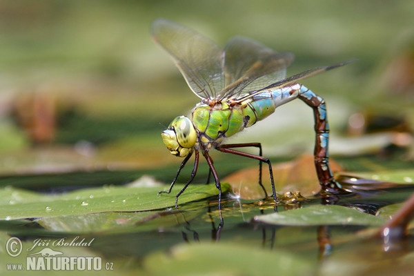 Šídlo královské (Anax imperator)