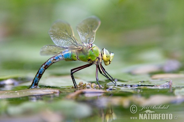 Šídlo královské (Anax imperator)