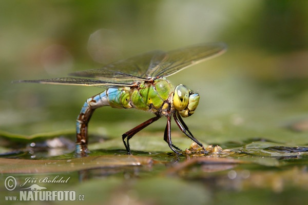 Šídlo královské (Anax imperator)