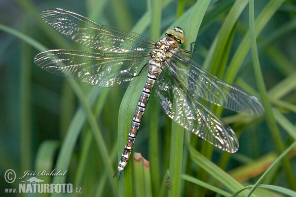 Šídlo modré (Aeshna cyanea)