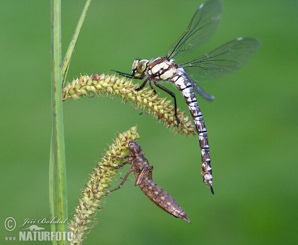 Šidlo modré (Aeshna cyanea)