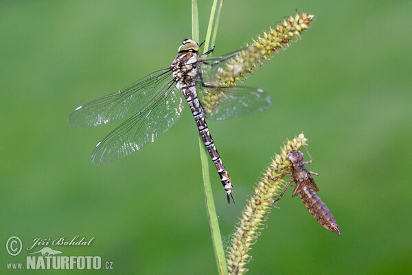 Šidlo modré (Aeshna cyanea)