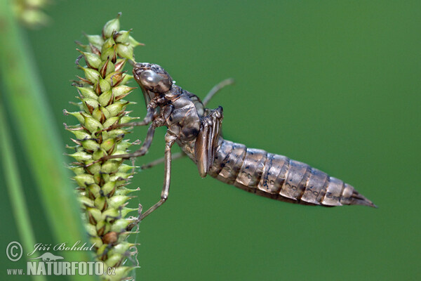 Šidlo modré (Aeshna cyanea)