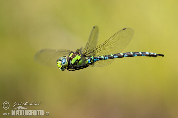 Šídlo modré (Aeshna cyanea)