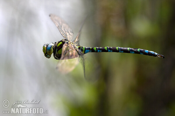 Šidlo modré (Aeshna cyanea)