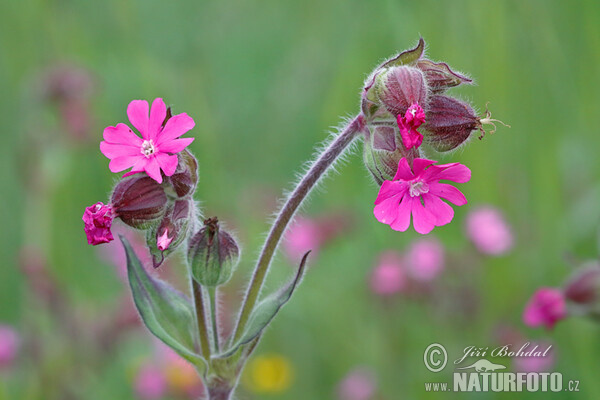 Silenka dvoudomá (Silene dioica)