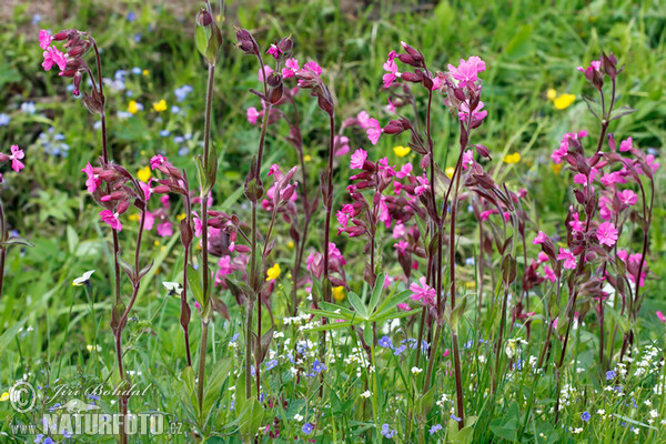 Silenka dvoudomá (Silene dioica)