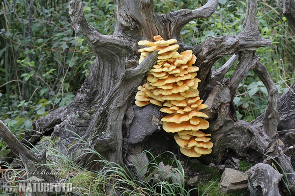 Sírovec obyčajný (Laetiporus sulphureus)