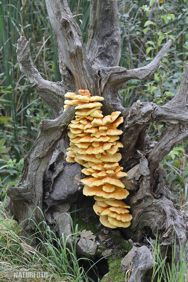 Sírovec obyčajný (Laetiporus sulphureus)