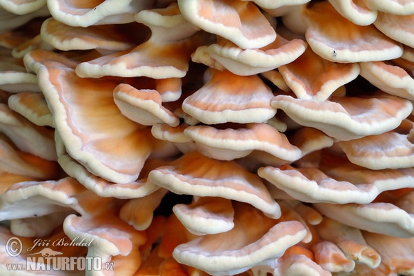 Sírovec obyčajný (Laetiporus sulphureus)