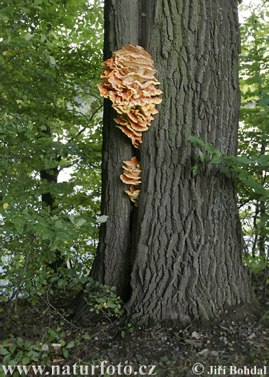 sírovec obyčajný (Laetiporus sulphureus)