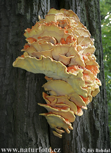 sírovec obyčajný (Laetiporus sulphureus)