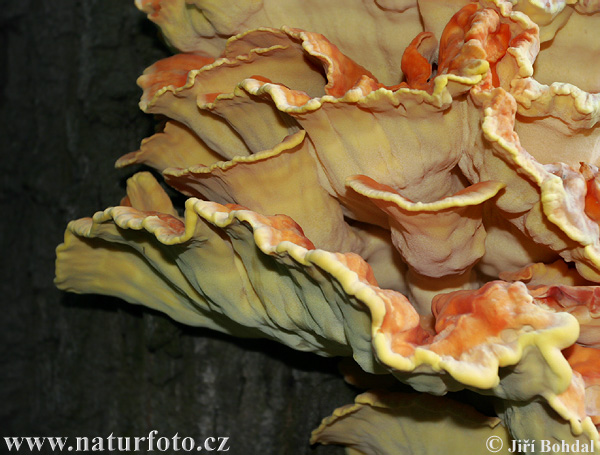 sírovec obyčajný (Laetiporus sulphureus)