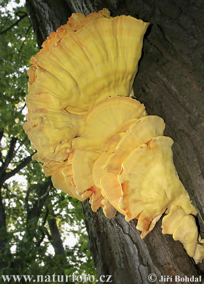 sírovec obyčajný (Laetiporus sulphureus)