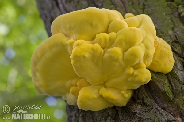 sírovec obyčajný (Laetiporus sulphureus)