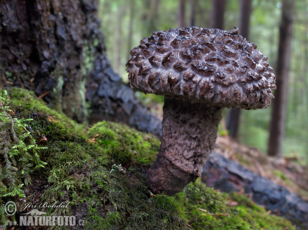 Šiškovec černý (Strobilomyces strobilaceus)