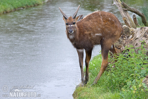 Sitatunga (Lesoň bahenní) (Tragelaphus spekei)