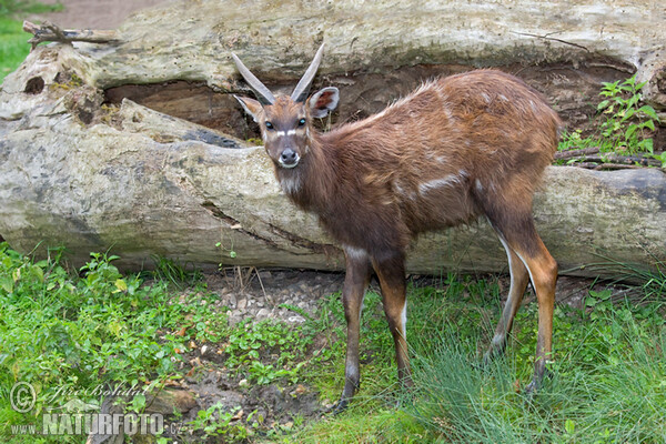 Sitatunga (Lesoň bahenní) (Tragelaphus spekei)