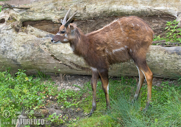 Sitatunga (Lesoň bahenní) (Tragelaphus spekei)