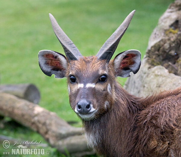 Sitatunga (Lesoň bahenní) (Tragelaphus spekei)