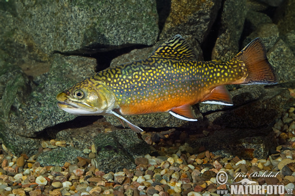 Sivoň americký (Salvelinus fontinalis)