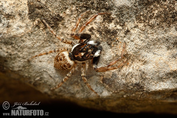 Skákavka hbitá (Menemerus semilimbatus)