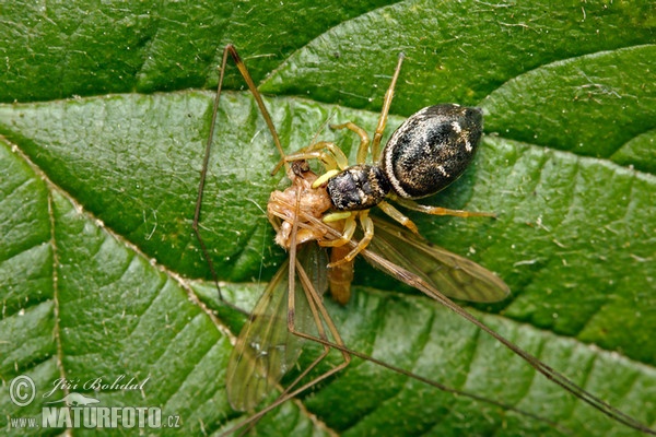 Skákavka žlutonohá (Heliophanus flavipes)