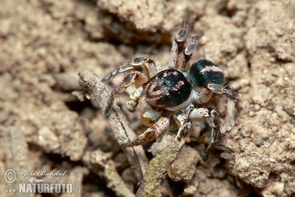 Skákavka znamenaná (Aelurillus v-insignitus)