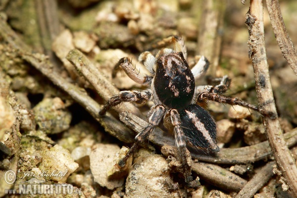 Skákavka znamenaná (Aelurillus v-insignitus)