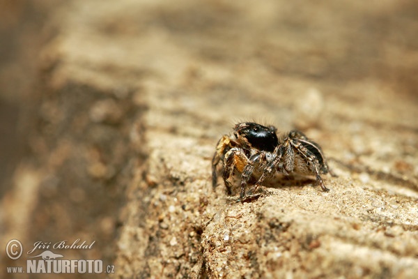 Skákavka znamenaná (Aelurillus v-insignitus)