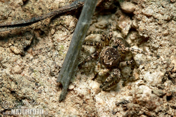 Skákavka znamenaná - samicka (Aelurillus v-insignitus)