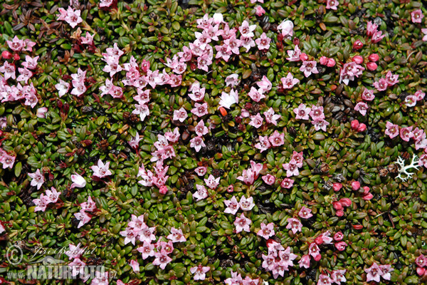 Skalenka poléhavá (Loiseleuria procumbens)