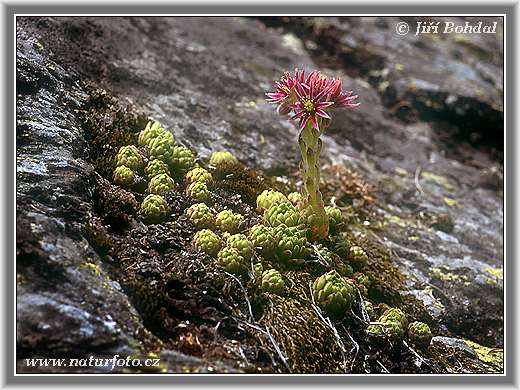 Skalnica (Sempervivum)