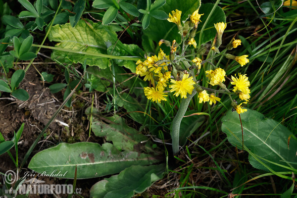 Škarda ukousnutá (Crepis praemorsa)