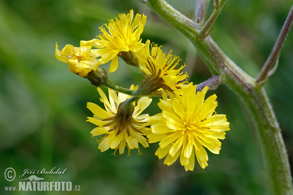 Škarda ukousnutá (Crepis praemorsa)