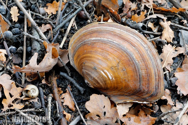 Škeble asijská (Sinanodonta wodiana)