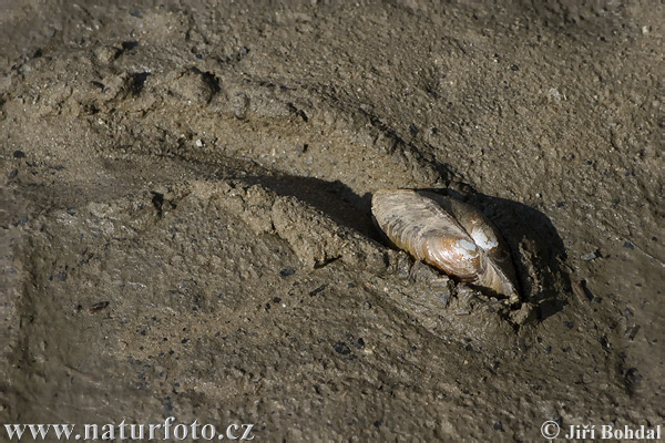 Škeble rybničná (Anodonta cygnea)