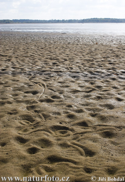 Šklabka velká (Anodonta cygnea)