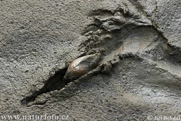 Šklabka velká (Anodonta cygnea)