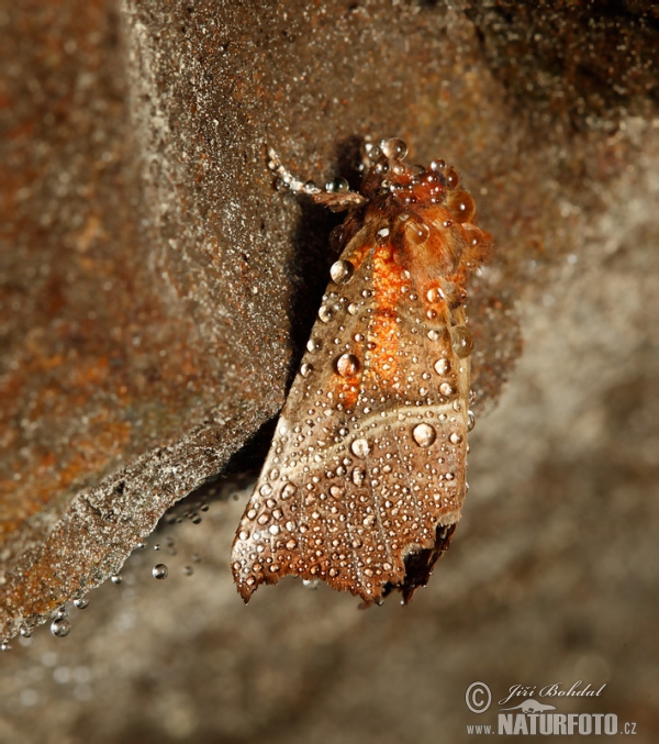 Sklepnice obecná (Scoliopteryx libatrix)