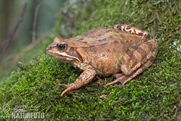 Skokan hnědý (Rana temporaria)