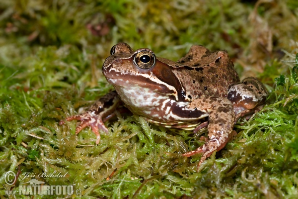 Skokan hnědý (Rana temporaria)