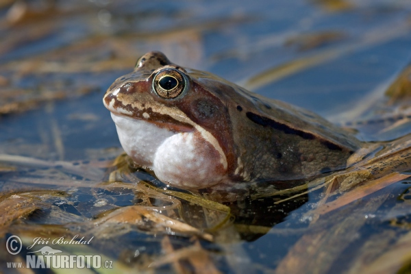 Skokan hnědý (Rana temporaria)