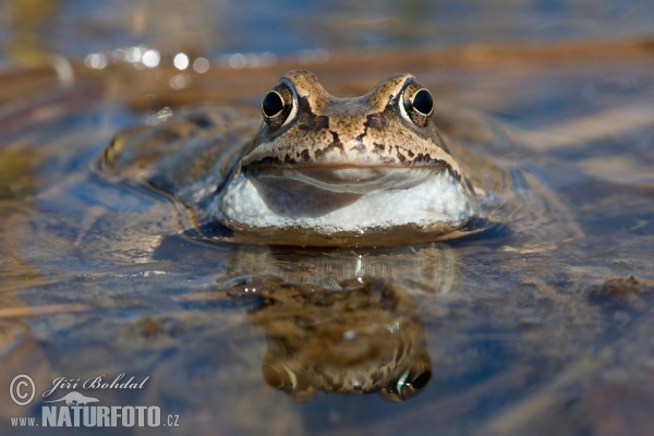 Skokan hnědý (Rana temporaria)