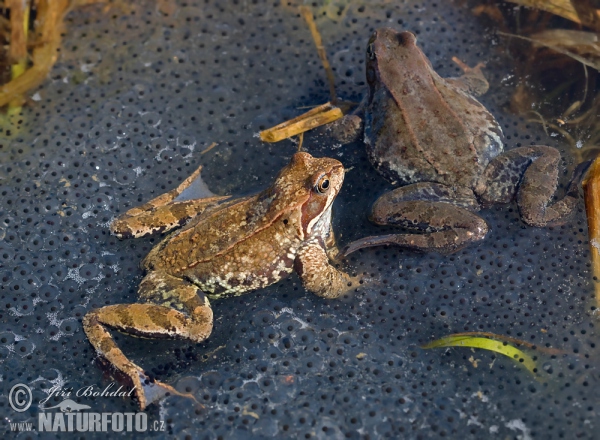 Skokan hnědý (Rana temporaria)