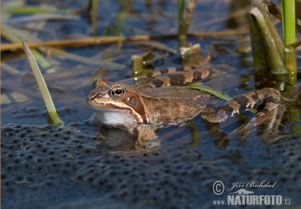 Skokan hnědý (Rana temporaria)