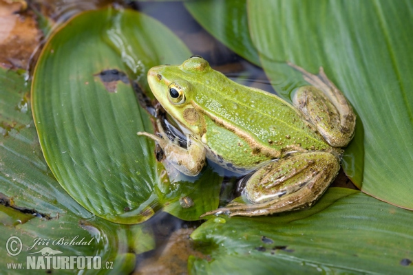 Skokan krátkonohý (Rana lessonae)